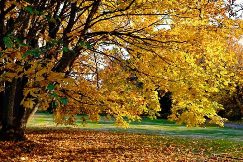 Acer macrophyllum, Bigleaf Maple, Big-leaf Maple, Oregon Maple, California Native Tree, California Native Plants