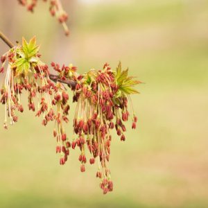 Acer negundo, Box Elder, Box Elder Maple, Ash-leaved Maple, Ashleaf Maple, Red River Maple, Fresno De Guajuco