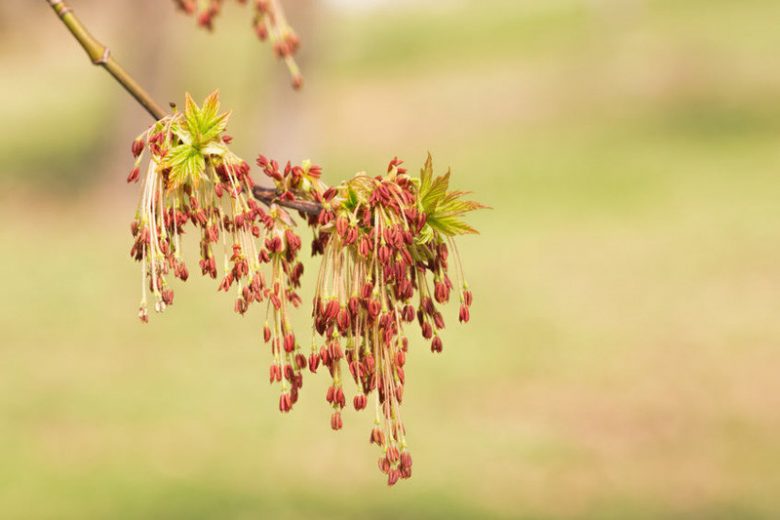 Acer negundo, Box Elder, Box Elder Maple, Ash-leaved Maple, Ashleaf Maple, Red River Maple, Fresno De Guajuco