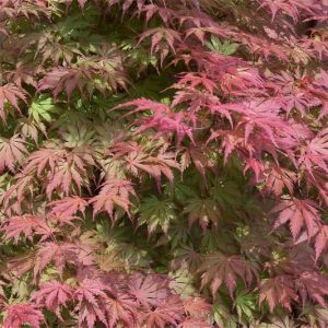 Acer palmatum 'Ariadne', Japanese Maple 'Ariadne', Tree with fall color, Fall color, Pink leaves, Orange Acer, Orange Japanese Maple, Red leaves, Red Acer, Red Japanese Maple