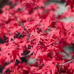 Acer palmatum 'Fireglow', Japanese Maple 'Fireglow', Acer palmatum 'Effegi', Japanese Maple 'Effegi', Red Acer, Red Japanese Maple, Red leaves