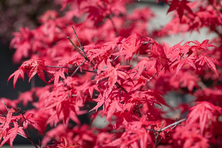 Acer palmatum 'Fireglow', Japanese Maple 'Fireglow', Acer palmatum 'Effegi', Japanese Maple 'Effegi', Red Acer, Red Japanese Maple, Red leaves