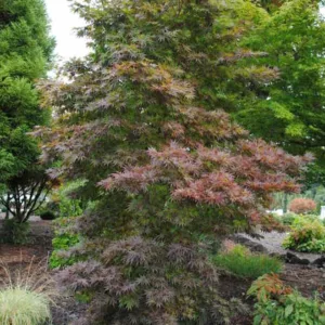 Acer palmatum 'Pixie', Japanese Maple 'Pixie', Red Acer, Red Japanese Maple, Red leaves