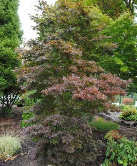 Acer palmatum 'Pixie', Japanese Maple 'Pixie', Red Acer, Red Japanese Maple, Red leaves