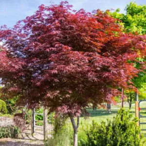 Acer palmatum 'Sumi-Nagashi', Japanese Maple 'Sumi-Nagashi', Acer palmatum 'SumiNagashi', Japanese Maple 'SumiNagashi', Red Acer, Red Japanese Maple, Red leaves