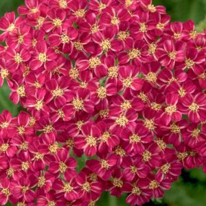 Achillea Desert Eve Deep Rose, Desert Eve Deep Rose Yarrow, Achillea 'Desderos', Desert Eve Series, yarrow plant, yarrow flower, summer perennial, drought tolerant perennial, Pink flowers, Rose flowers