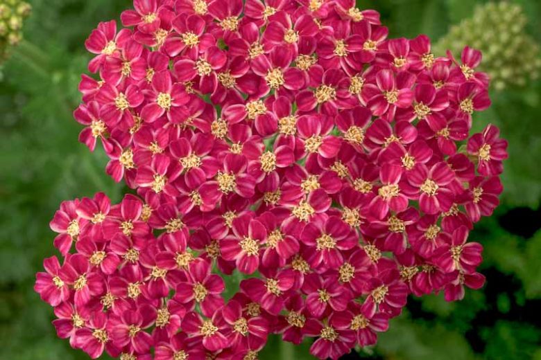 Achillea Desert Eve Deep Rose, Desert Eve Deep Rose Yarrow, Achillea 'Desderos', Desert Eve Series, yarrow plant, yarrow flower, summer perennial, drought tolerant perennial, Pink flowers, Rose flowers
