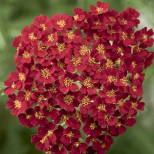 Achillea Desert Eve Red, Desert Eve Red Yarrow, Desert Eve Series, yarrow plant, yarrow flower, summer perennial, drought tolerant perennial, Red flowers, Red Yarrow, Red Achillea