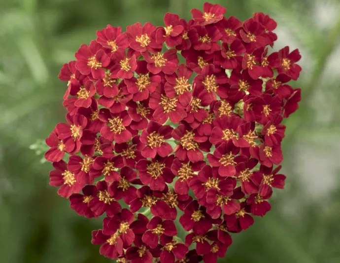 Achillea Desert Eve Red, Desert Eve Red Yarrow, Desert Eve Series, yarrow plant, yarrow flower, summer perennial, drought tolerant perennial, Red flowers, Red Yarrow, Red Achillea