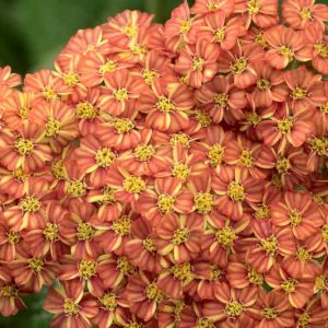 Achillea Desert Eve Terracotta, Desert Eve Terracotta Yarrow, Achillea 'Dester', Desert Eve Series, yarrow plant, yarrow flower, summer perennial, drought tolerant perennial, orange flowers, terracotta flowers