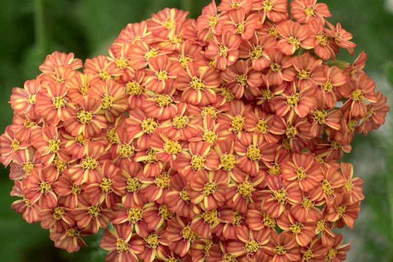 Achillea Desert Eve Terracotta, Desert Eve Terracotta Yarrow, Achillea 'Dester', Desert Eve Series, yarrow plant, yarrow flower, summer perennial, drought tolerant perennial, orange flowers, terracotta flowers