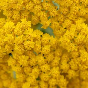 Achillea Desert Eve Yellow, Desert Eve Yellow Yarrow, Achillea 'Desyel', Desert Eve Series, yarrow plant, yarrow flower, summer perennial, drought tolerant perennial, Yellow flowers