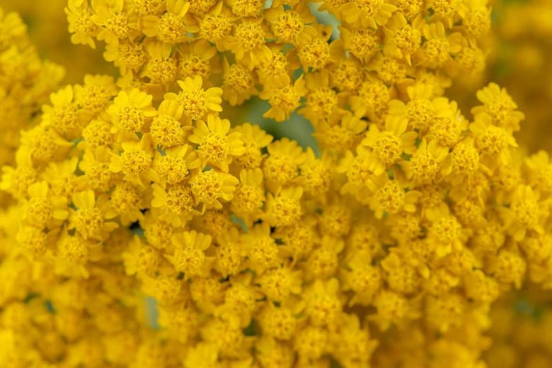 Achillea Desert Eve Yellow, Desert Eve Yellow Yarrow, Achillea 'Desyel', Desert Eve Series, yarrow plant, yarrow flower, summer perennial, drought tolerant perennial, Yellow flowers
