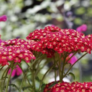 Achillea Millefolium 'Fanal', Achillea 'Fanal', 'Fanal' Yarrow, Achillea 'The Beacon', 'The Beacon' Yarrow, Common Yarrow, Milfoil, Carpenter's Weed, Achillea Millefolium, yarrow plant, yarrow flower, summer perennial, drought tolerant perennial, red flow