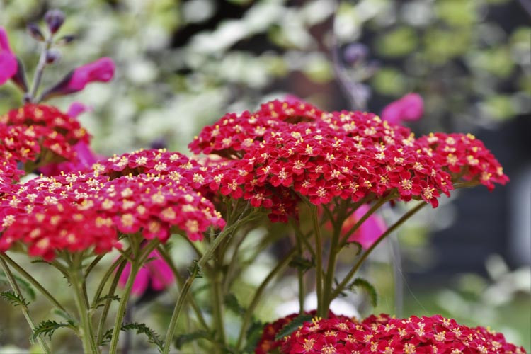 Achillea Millefolium 'Fanal', Achillea 'Fanal', 'Fanal' Yarrow, Achillea 'The Beacon', 'The Beacon' Yarrow, Common Yarrow, Milfoil, Carpenter's Weed, Achillea Millefolium, yarrow plant, yarrow flower, summer perennial, drought tolerant perennial, red flow