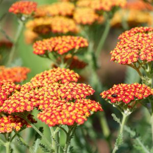 Achillea 'Feuerland',Yarrow 'Feuerland', 'Feuerland' Yarrow, Achillea Millefolium 'Feuerland', Achillea Millefolium, yarrow plant, yarrow flower, summer perennial, drought tolerant perennial, red flowers, yellow flowers