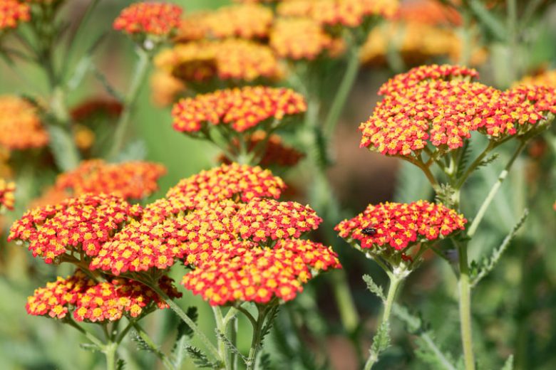 Achillea 'Feuerland',Yarrow 'Feuerland', 'Feuerland' Yarrow, Achillea Millefolium 'Feuerland', Achillea Millefolium, yarrow plant, yarrow flower, summer perennial, drought tolerant perennial, red flowers, yellow flowers