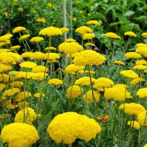Achillea Filipendulina 'Cloth of Gold', Yarrow Cloth of Gold, achillea, summer perennial, drought tolerant perennial, yellow flowers, Yellow Yarrow, Yellow Achillea
