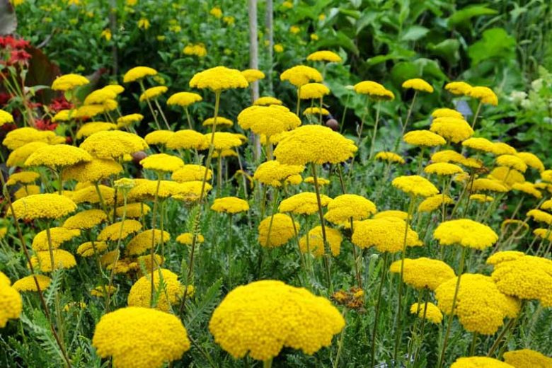 Achillea Filipendulina 'Cloth of Gold', Yarrow Cloth of Gold, achillea, summer perennial, drought tolerant perennial, yellow flowers, Yellow Yarrow, Yellow Achillea