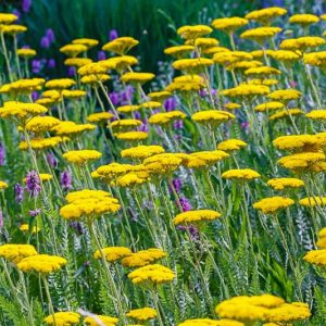 Achillea Coronation Gold, Yarrow Coronation Gold, AGM Yarrow, summer flowering perennial, drought tolerant perennial, yellow flowering perennial