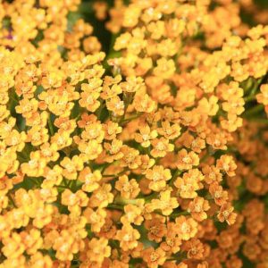 Achillea 'Inca Gold',Yarrow 'Inca Gold', 'Inca Gold' Yarrow, Achillea Millefolium 'Inca Gold', Achillea Millefolium, yarrow plant, yarrow flower, summer perennial, drought tolerant perennial, orange flowers, yellow flowers
