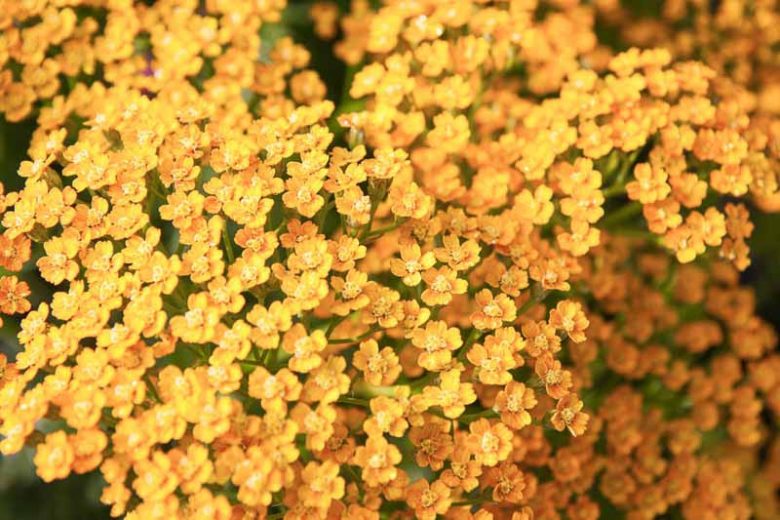 Achillea 'Inca Gold',Yarrow 'Inca Gold', 'Inca Gold' Yarrow, Achillea Millefolium 'Inca Gold', Achillea Millefolium, yarrow plant, yarrow flower, summer perennial, drought tolerant perennial, orange flowers, yellow flowers