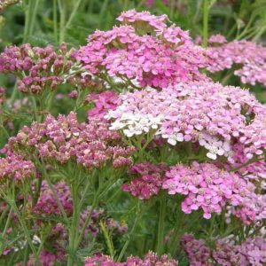 Achillea millefolium Appleblossom, Yarrow 'Appleblossom', Achillea 'Appleblossom', Achillea 'Apfelblüte', Achillea millefolium 'Apfelblüte' , Pink Flowers, Pink Yarrow, Pink Achillea, summer flowering perennial, drought tolerant perennial, Pink flowering perennial