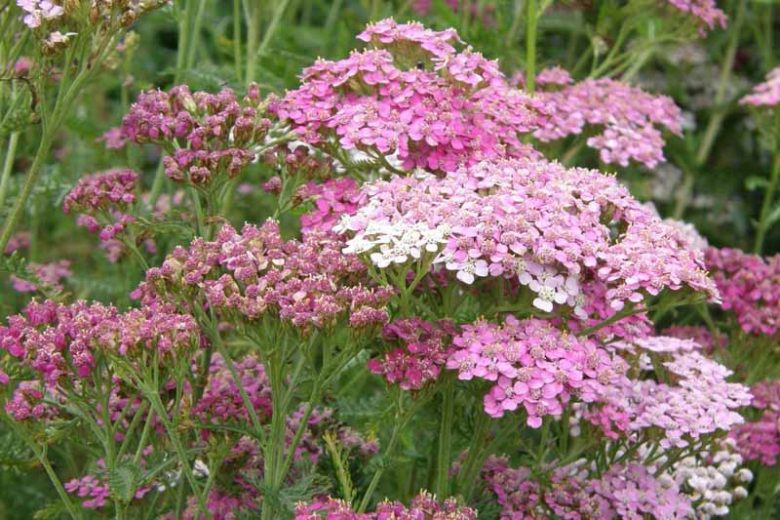 Achillea millefolium Appleblossom, Yarrow 'Appleblossom', Achillea 'Appleblossom', Achillea 'Apfelblüte', Achillea millefolium 'Apfelblüte' , Pink Flowers, Pink Yarrow, Pink Achillea, summer flowering perennial, drought tolerant perennial, Pink flowering perennial