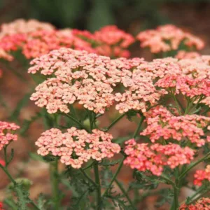 Achillea Millefolium 'Apricot Delight', Achillea 'Apricot Delight', 'Apricot Delight' Yarrow, Common Yarrow, Achillea Millefolium, yarrow plant, yarrow flower, summer perennial, drought tolerant perennial, apricot flowers