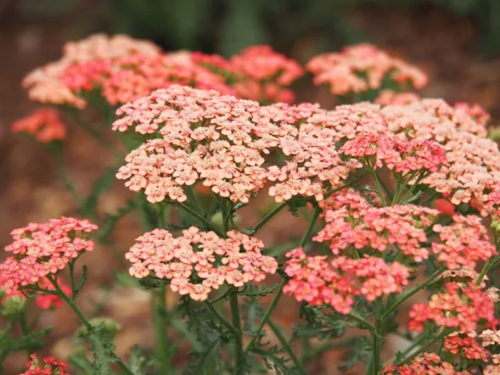 Achillea Millefolium 'Apricot Delight', Achillea 'Apricot Delight', 'Apricot Delight' Yarrow, Common Yarrow, Achillea Millefolium, yarrow plant, yarrow flower, summer perennial, drought tolerant perennial, apricot flowers
