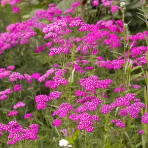 Achillea Millefolium 'Cerise Queen', Achillea 'Cerise Queen', 'Cerise Queen' Yarrow, Common Yarrow, Milfoil, Carpenter's Weed, Achillea Millefolium, yarrow plant, yarrow flower, summer perennial, drought tolerant perennial, red flowers, pink flowers