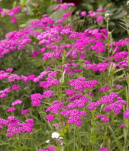 Achillea Millefolium 'Cerise Queen', Achillea 'Cerise Queen', 'Cerise Queen' Yarrow, Common Yarrow, Milfoil, Carpenter's Weed, Achillea Millefolium, yarrow plant, yarrow flower, summer perennial, drought tolerant perennial, red flowers, pink flowers