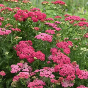 Achillea Millefolium New Vintage Rose, Achillea New Vintage Rose, New Vintage Rose Yarrow, Pink Yarrow, Pink Milfoil, Pink flowers, Drought Tolerant flowers