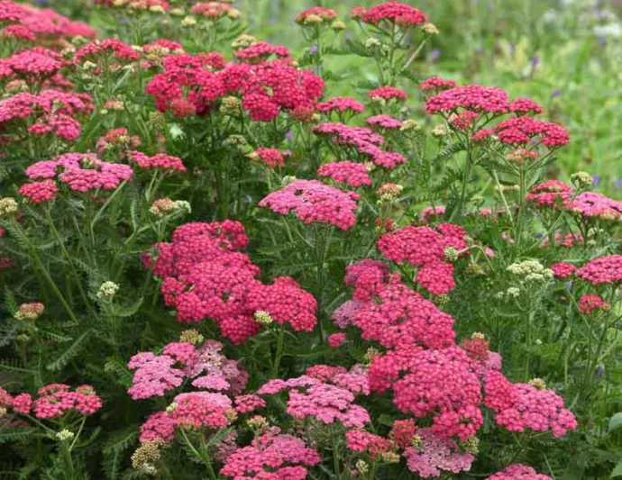 Achillea Millefolium New Vintage Rose, Achillea New Vintage Rose, New Vintage Rose Yarrow, Pink Yarrow, Pink Milfoil, Pink flowers, Drought Tolerant flowers