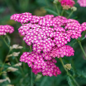 Achillea Millefolium New Vintage Violet, Achillea New Vintage Violet, New Vintage Violet Yarrow, Purple Yarrow, Purple Milfoil, Purple flowers, Drought Tolerant flowers