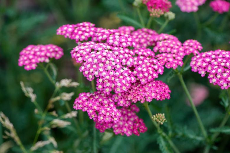 Achillea Millefolium New Vintage Violet, Achillea New Vintage Violet, New Vintage Violet Yarrow, Purple Yarrow, Purple Milfoil, Purple flowers, Drought Tolerant flowers