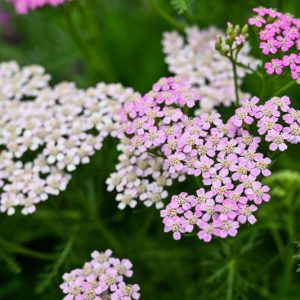 Achillea millefolium Oertel's Rose, Achillea Oertel's Rose, Yarrow Oertel's Rose, Pink Flowers, Pink Yarrow, Pink Achillea, summer flowering perennial, drought tolerant perennial, Pink flowering perennial