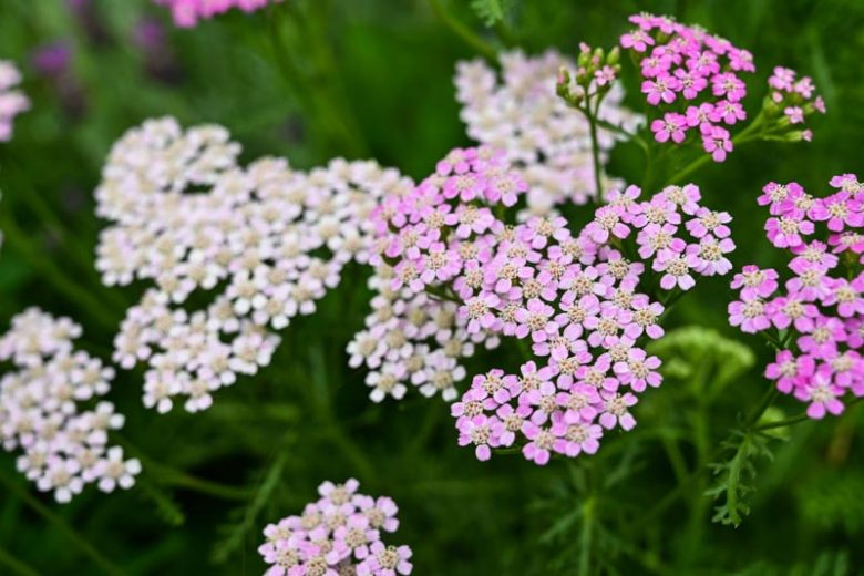 Achillea millefolium Oertel's Rose, Achillea Oertel's Rose, Yarrow Oertel's Rose, Pink Flowers, Pink Yarrow, Pink Achillea, summer flowering perennial, drought tolerant perennial, Pink flowering perennial