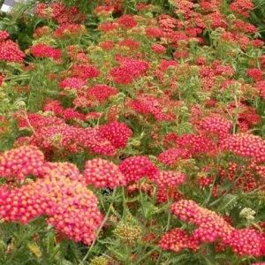Achillea Paprika, Yarrow Paprika, Achillea Millefolium Paprika, summer flowering perennial, drought tolerant perennial, red flowering perennial