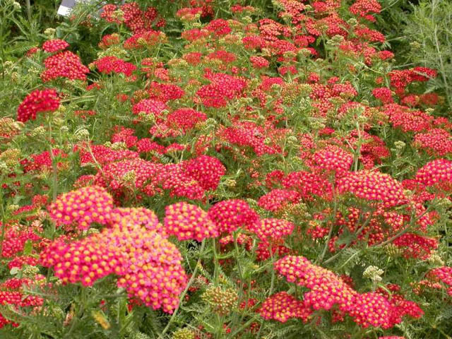 Achillea Paprika, Yarrow Paprika, Achillea Millefolium Paprika, summer flowering perennial, drought tolerant perennial, red flowering perennial