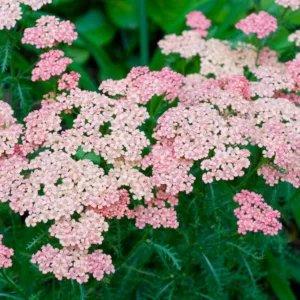 Achillea Millefolium 'Pink Grapefruit', Achillea 'Pink Grapefruit', 'Pink Grapefruit' Yarrow, Common Yarrow, Achillea Millefolium, yarrow plant, yarrow flower, summer perennial, drought tolerant perennial, pink flowers