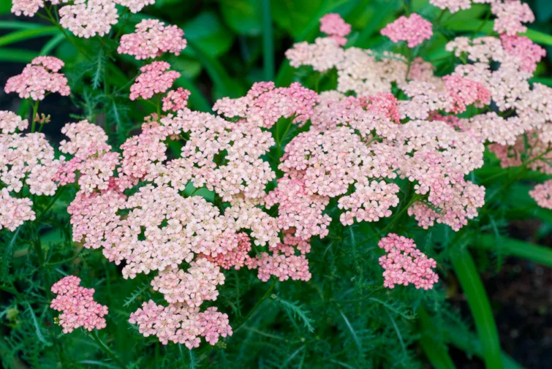 Achillea Millefolium 'Pink Grapefruit', Achillea 'Pink Grapefruit', 'Pink Grapefruit' Yarrow, Common Yarrow, Achillea Millefolium, yarrow plant, yarrow flower, summer perennial, drought tolerant perennial, pink flowers