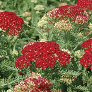 Achillea Millefolium 'Pomegranate', Achillea 'Pomegranate', 'Pomegranatet' Yarrow, Common Yarrow, Achillea Millefolium, yarrow plant, yarrow flower, summer perennial, drought tolerant perennial, red flowers