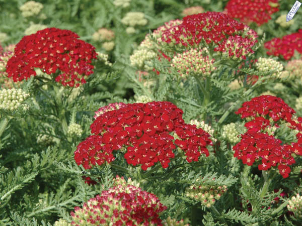 Achillea Millefolium 'Pomegranate', Achillea 'Pomegranate', 'Pomegranatet' Yarrow, Common Yarrow, Achillea Millefolium, yarrow plant, yarrow flower, summer perennial, drought tolerant perennial, red flowers