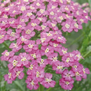 Achillea millefolium Pretty Belinda, Achillea Pretty Belinda, Yarrow Pretty Belinda, Pink Flowers, Pink Yarrow, Pink Achillea, summer flowering perennial, drought tolerant perennial, Pink flowering perennial