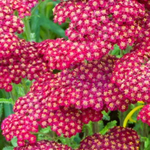 Achillea Millefolium 'Red Velvet', Achillea 'Red Velvet', 'Red Velvet' Yarrow, Common Yarrow, Milfoil, Carpenter's Weed, Achillea Millefolium, yarrow plant, yarrow flower, summer perennial, drought tolerant perennial, red flowers