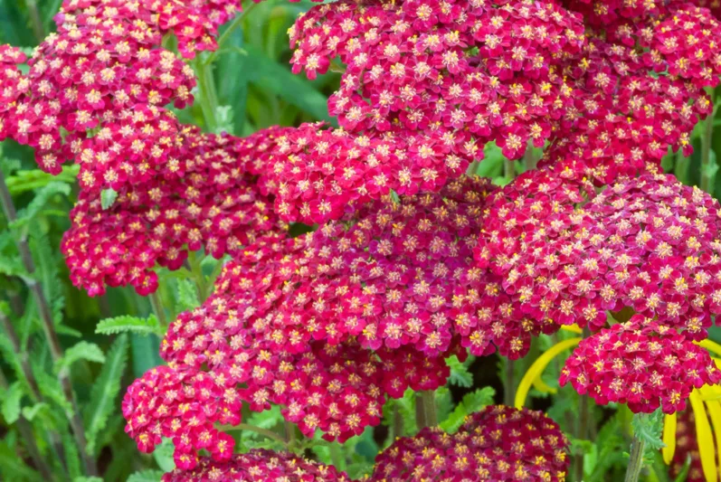 Achillea Millefolium 'Red Velvet', Achillea 'Red Velvet', 'Red Velvet' Yarrow, Common Yarrow, Milfoil, Carpenter's Weed, Achillea Millefolium, yarrow plant, yarrow flower, summer perennial, drought tolerant perennial, red flowers