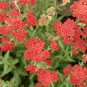 Achillea Millefolium 'Sassy Summer Sangria', Achillea 'Sassy Summer Sangria', 'Sassy Summer Sangria' Yarrow, Red Yarrow, Red Milfoil, Red flowers, Drought Tolerant flowers