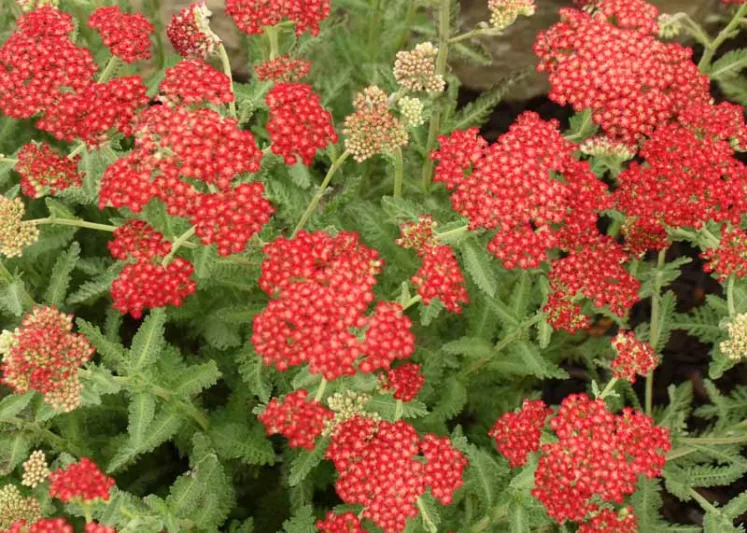 Achillea Millefolium 'Sassy Summer Sangria', Achillea 'Sassy Summer Sangria', 'Sassy Summer Sangria' Yarrow, Red Yarrow, Red Milfoil, Red flowers, Drought Tolerant flowers