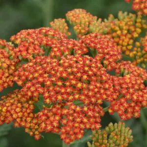 Achillea Millefolium 'Sassy Summer Sunset', Achillea 'Sassy Summer Sunset', 'Sassy Summer Sunset' Yarrow, Orange Yarrow, Orange Milfoil, Orange flowers, Drought Tolerant flowers